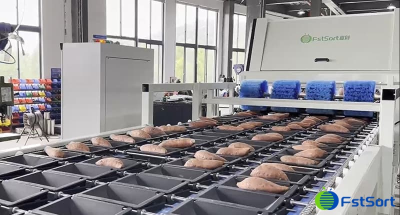 images/1690788636547sweet potato vision classifing line.jpg